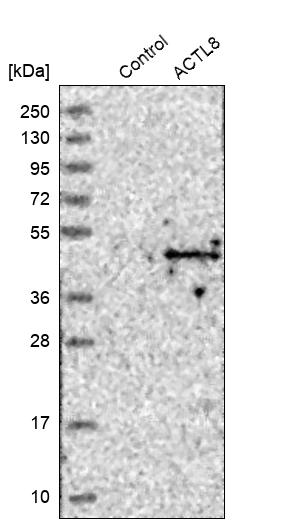 Anti-ACTL8 Antibody