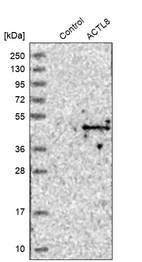 Anti-ACTL8 Antibody