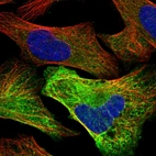 Immunofluorescent staining of human cell line U-2 OS shows localization to cytosol.