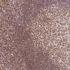 Immunohistochemical staining of human tonsil shows moderate to strong nuclear positivity in lymphoid cells.