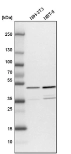 Western blot analysis in mouse cell line NIH-3T3 and rat cell line NBT-II.
