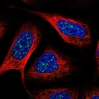 Immunofluorescent staining of human cell line U-2 OS shows localization to nuclear speckles.