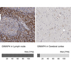 Anti-GIMAP4 Antibody