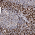 Immunohistochemical staining of human lymph node shows high expression.