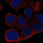 Anti-AKAP7 Antibody