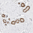 Immunohistochemical staining of human breast shows strong nuclear positivity in glandular cells.