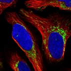 Immunofluorescent staining of human cell line U-2 OS shows localization to mitochondria.