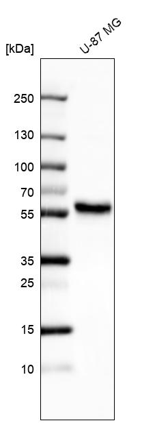 Anti-ERRFI1 Antibody
