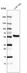 Anti-ERRFI1 Antibody