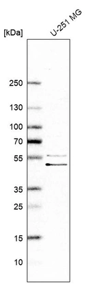 Western blot analysis in human cell line U-251 MG.