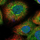 Immunofluorescent staining of human cell line A-431 shows localization to nucleus, nucleoli, cytosol & the Golgi apparatus.