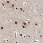 Immunohistochemical staining of human cerebral cortex using Anti-ZNF830 antibody HPA027211.