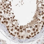 Immunohistochemical staining of human testis using Anti-ZNF830 antibody HPA027211.