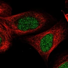 Immunofluorescent staining of human cell line U-2 OS shows localization to nucleoplasm.