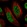 Anti-CXorf23 Antibody