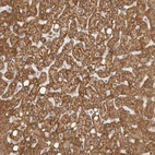 Anti-DCAF8 Antibody