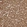 Anti-DCAF8 Antibody