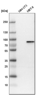 Western blot analysis in mouse cell line NIH-3T3 and rat cell line NBT-II.