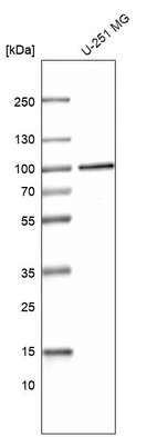 Western blot analysis in human cell line U-251 MG.