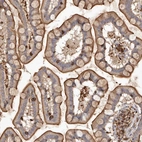 Immunohistochemical staining of human small intestine shows strong membranous positivity in glandular cells.