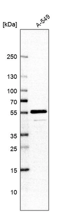 Western blot analysis in human cell line A-549.