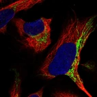 Immunofluorescent staining of human cell line U-2 OS shows localization to mitochondria.