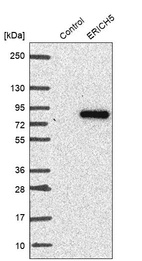 Western blot analysis in control (vector only transfected HEK293T lysate) and ERICH5 over-expression lysate (Co-expressed with a C-terminal myc-DDK tag (~3.1 kDa) in mammalian HEK293T cells, LY406460).