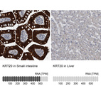 Anti-KRT20 Antibody