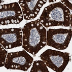Immunohistochemical staining of human small intestine shows high expression.