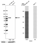 Western blot analysis in human cell lines SK-MEL-30 and MCF-7 using Anti-ECM1 antibody. Corresponding ECM1 RNA-seq data are presented for the same cell lines. Loading control: Anti-PFN1.