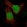 Anti-ESCO2 Antibody