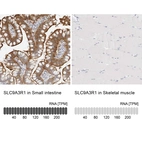 Anti-SLC9A3R1 Antibody