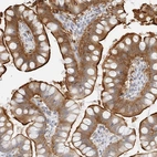 Immunohistochemical staining of human small intestine shows moderate to strong cytoplasmic and membranous positivity in glandular cells.