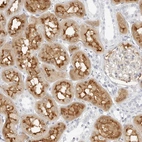 Immunohistochemical staining of human kidney shows moderate to strong cytoplasmic and membranous positivity in cells in tubules.