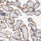 Immunohistochemical staining of human placenta shows strong membranous positivity in trophoblastic cells.