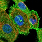 Immunofluorescent staining of human cell line A-431 shows localization to plasma membrane & microtubule organizing center.