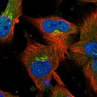 Immunofluorescent staining of human cell line U-251 MG shows localization to nucleoplasm, cytosol & the Golgi apparatus.