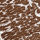 Anti-ABL1 Antibody