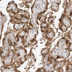 Immunohistochemical staining of human placenta shows strong cytoplasmic positivity in trophoblastic cells.