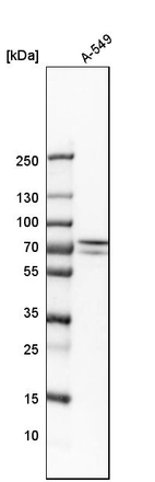 Western blot analysis in human cell line A-549.
