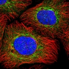 Immunofluorescent staining of human cell line A-431 shows localization to cytosol & mitochondria.