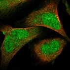 Immunofluorescent staining of human cell line U-2 OS shows localization to nucleoplasm & cytosol.