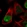 Anti-HJURP Antibody