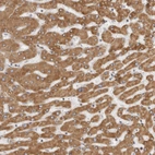 Anti-CERS2 Antibody