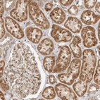 Immunohistochemical staining of human kidney shows moderate to strong granular cytoplasmic positivity in cells in tubules.