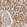 Anti-CERS2 Antibody