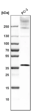 Western blot analysis in human cell line PC-3.