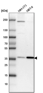 Western blot analysis in mouse cell line NIH-3T3 and rat cell line NBT-II.