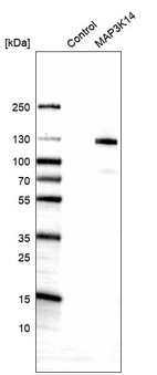 Western blot analysis in control (vector only transfected HEK293T lysate) and MAP3K14 over-expression lysate (Co-expressed with a C-terminal myc-DDK tag (~3.1 kDa) in mammalian HEK293T cells, LY401299).