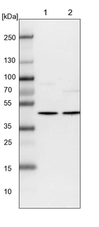Lane 1: NIH-3T3 cell lysate (Mouse embryonic fibroblast cells)_br/_Lane 2: NBT-II cell lysate (Rat Wistar bladder tumour cells)